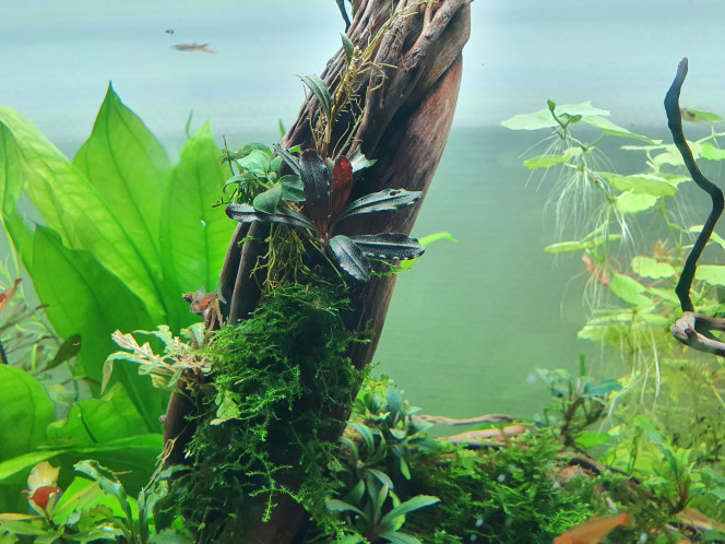  de belle feuilles qui arrivent dans le 300L :)