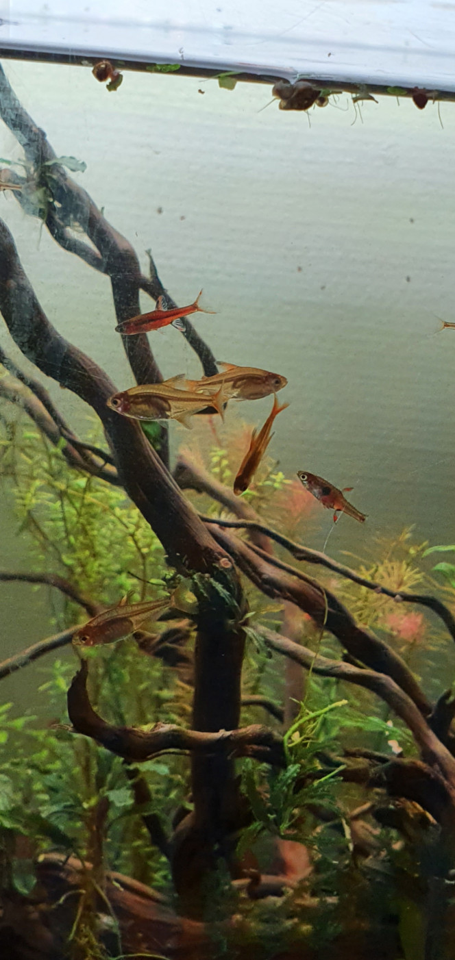  Les Tetra amande vue d'un peu plus près suivis de leurs compatriote les Boraras brigittae