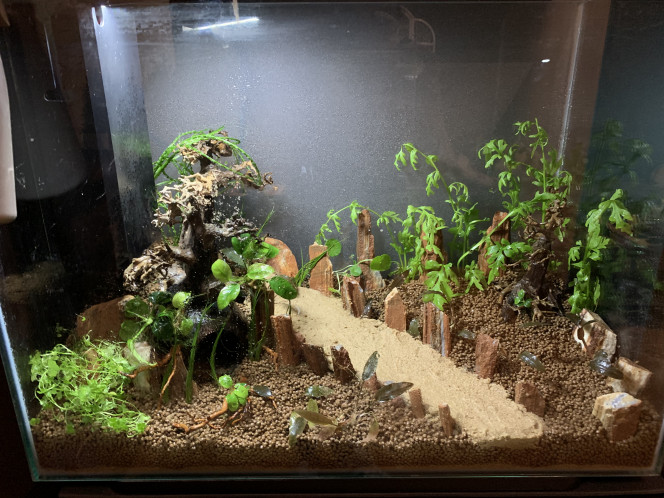 Mise en place des plantes 