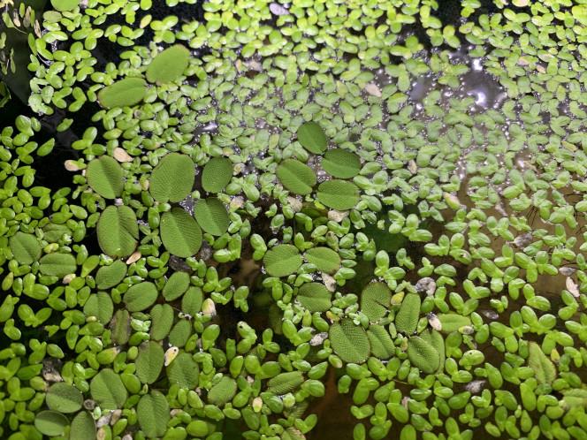 Lemna minor & Salvinia minima 