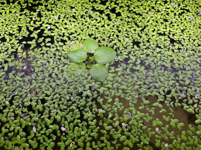 Lemna minor & limnobium laevigatum 