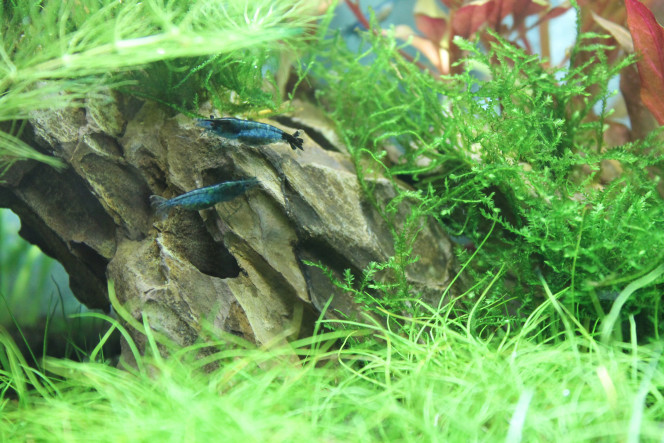 MON NANO 