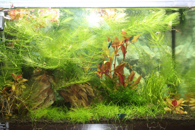 MON NANO 