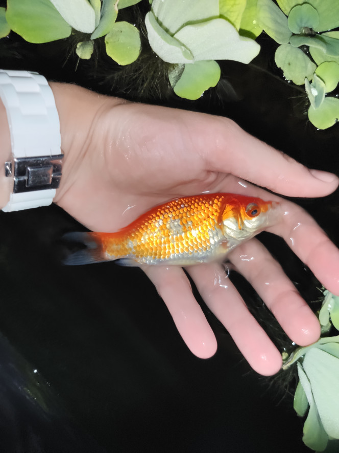 Mochi Un joli petit poisson  né en 2019 dans le bassin ; sa transition de couleur fût particulièrement ingrate, mais j'espère maintenant qu'il va garder ces couleurs !