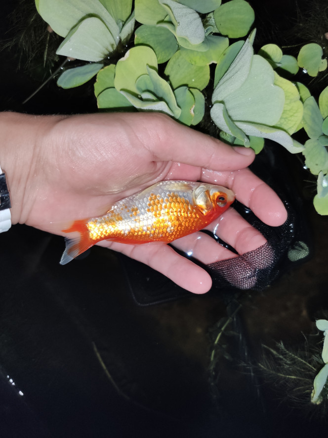 Mochi Un poisson magnifique né en 2019 dans le bassin ; sa transition de couleur fût particulièrement ingrate, mais j'espère maintenant qu'il va garder ces couleurs !