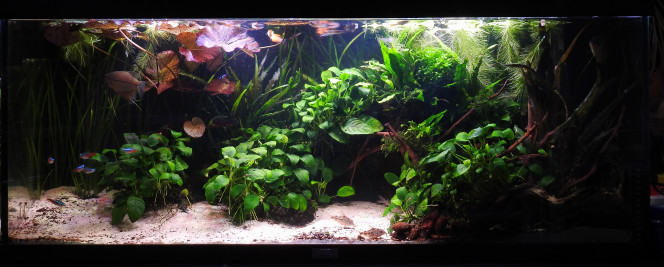 VUE D'ENSEMBLE Finalement, retrait de la pompe 300L qui s'encrassait trop vite mais un peu de plomberie pour faire sortir une partie de l'évacuation de la 600L du filtre au niveau de la plage. Donc les cory ont gardé leur courant de fond. ( les mélanoïdes semblent ne pas apprécier le courant et ont quasi déserté la plage ^^ )

Ajout de fruit d'aulnes pour redonner une couleur un peu plus naturelle, très légèrement ambrée

Taille de l'anubias central qui commençait à être beaucoup trop dense , trop rond.

28/08/2020