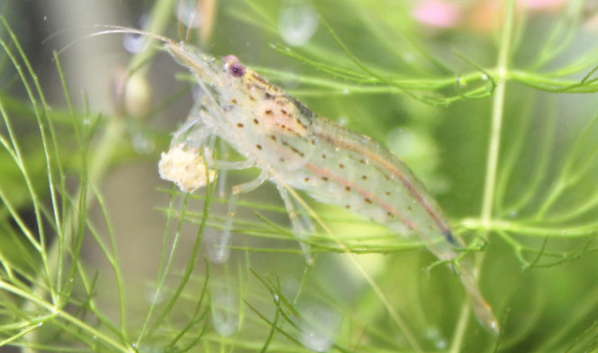 JAPONICA 