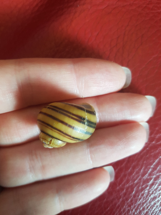 L'Asolène Spixi disparu... Retrouvé. Il est surement mort au début de la cannicule. Le fameux pic de nitrites que j'avais attribué aux nouvelles plantes...

Ce week-end je suis allée chercher deux nouveaux copains à mon pixi restant comme ça il ne sera pas tout seul... :)