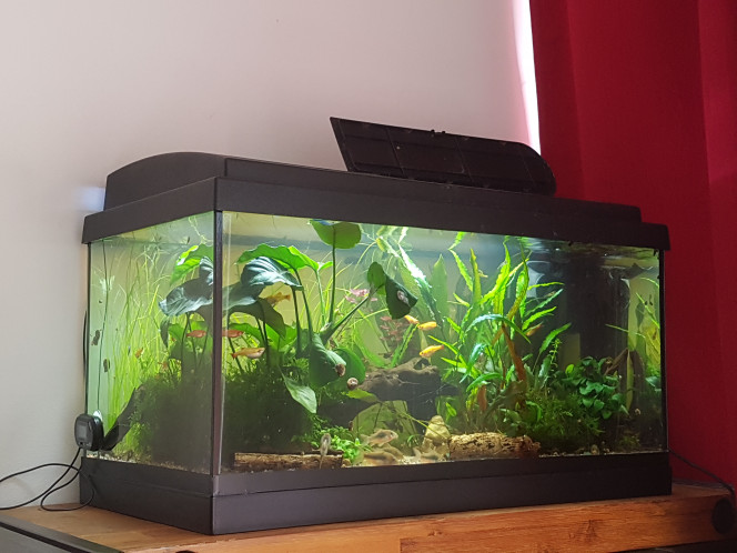 Chez les Corys Tout va bien ♡