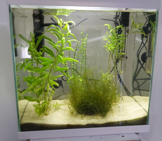Évolution de mon aquarium crevettes 