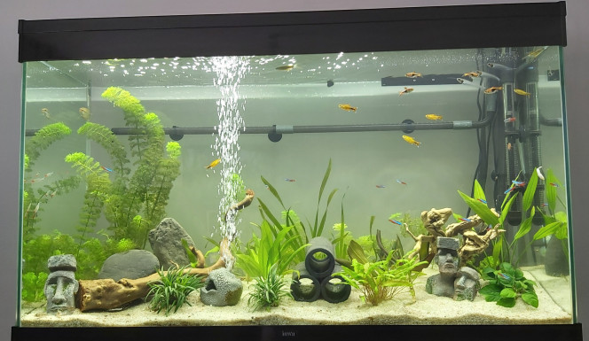 Évolution de mon premier aquarium au bout de 6 mois Beaucoup de changements au niveau de la déco, boutures de plantes  dans tout le fond de l'aquarium faites par moi-même ainsi que de nouvelles plantes de premier plant , installation de pierres qui ont été bouillis au préalable ainsi que 2 racines qui ont été bouillis 2 fois 3 heures puis passées 2 mois en extérieur au soleil (habitant le sud) puis de nouveau bouilles 4 fois 2 heures, installation également de tubes pour cachettes puis installation d'une pompe externe et d'un nouveau chauffage ??
Je vous posterai par la suite des photos avec les évolutions des boutures dans le fond de l'aquarium pour l'évolution ?
