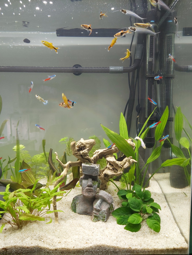 Évolution de mon premier aquarium de plus près (photo 1) 