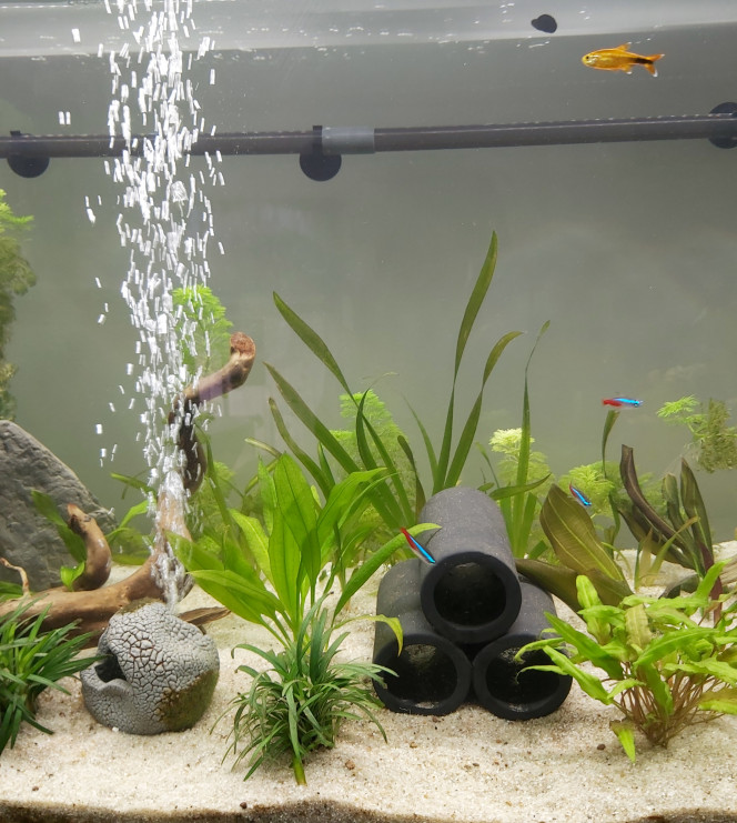 Évolution de mon premier aquarium de plus près (photo 2) 