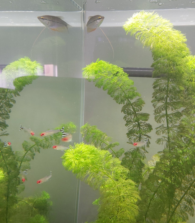 Évolution de mon premier aquarium de plus près  (photo 3) 