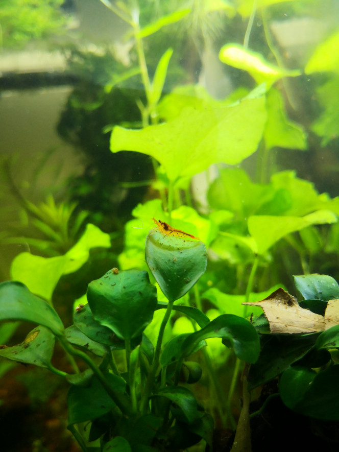 Caridina cantonensis tangerine tiger Nouvelles pensionnaires pas du tout timides !