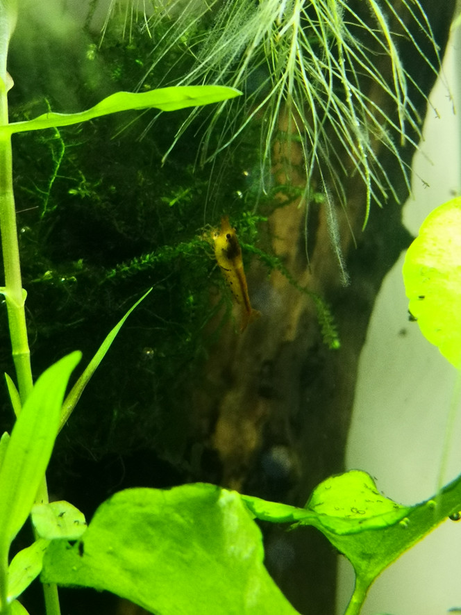 Caridina cantonensis tangerine tiger Nouvelles pensionnaires pas du tout timides !