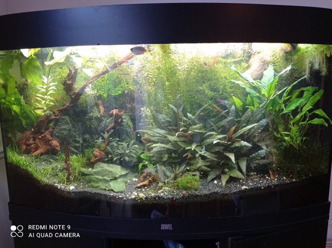 Jungle post jardinage J arrive toujours pas à faire une photo correcte de ce bac, les tubes led envoient trop de lumière à l horizontale apparemment :(