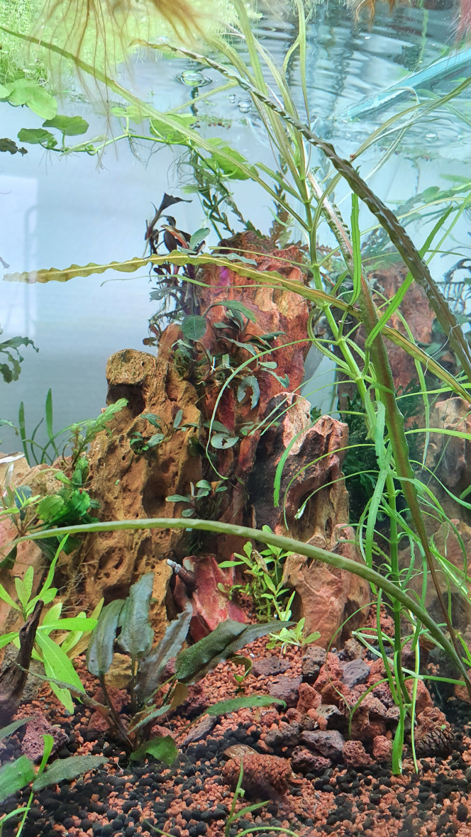  Mon combattant, mon petit Juni est décédé après 3 ans de loyau services et de jolie parade.
Craquage complet suite a son décès j'ai décider de refaire entièrement son aquarium pour m'occuper l'esprit.
Nouvelle idées ?  nouveaux projet.
En espérant que celui se passe aussi calmement qu'il la etais avec Juni.