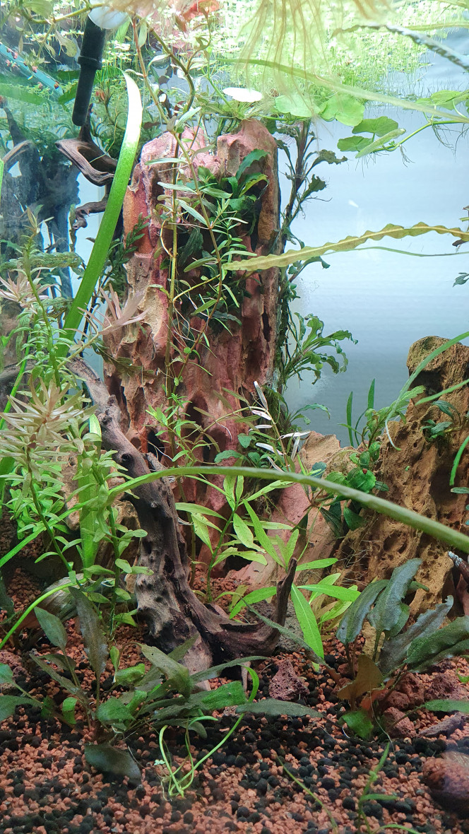  Mon combattant, mon petit Juni est décédé après 3 ans de loyau services et de jolie parade.
Craquage complet suite a son décès j'ai décider de refaire entièrement son aquarium pour m'occuper l'esprit.
Nouvelle idées ?  nouveaux projet.
En espérant que celui se passe aussi calmement qu'il la etais avec Juni.