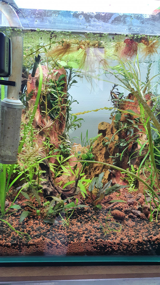  Mon combattant, mon petit Juni est décédé après 3 ans de loyau services et de jolie parade.
Craquage complet suite a son décès j'ai décider de refaire entièrement son aquarium pour m'occuper l'esprit.
Nouvelle idées ?  nouveaux projet.
En espérant que celui se passe aussi calmement qu'il la etais avec Juni.