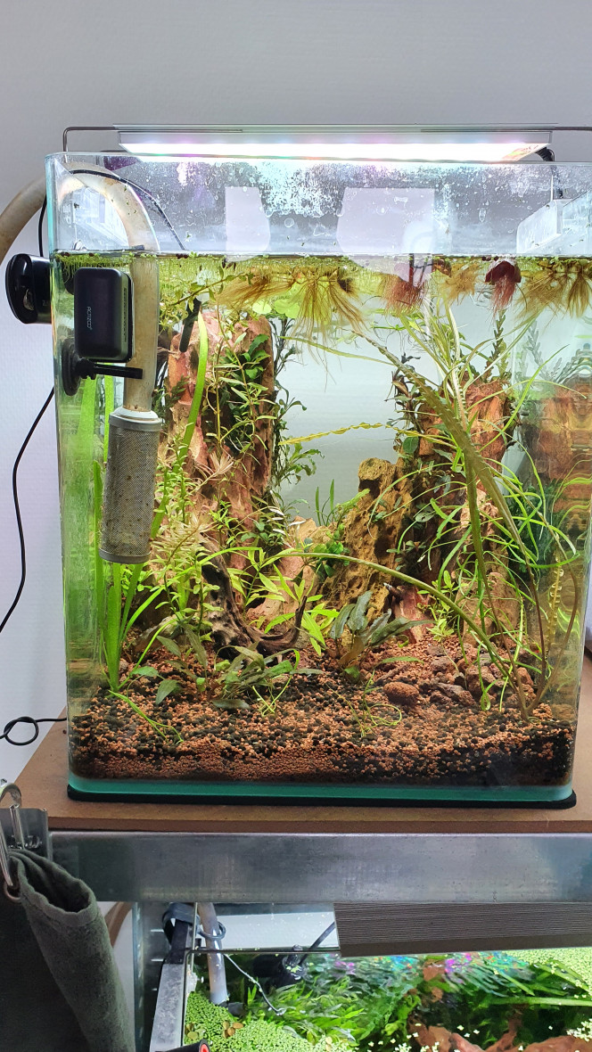 Mon combattant, mon petit Juni est décédé après 3 ans de loyau services et de jolie parade.
Craquage complet suite a son décès j'ai décider de refaire entièrement son aquarium pour m'occuper l'esprit.
Nouvelle idées ?  nouveaux projet.
En espérant que celui se passe aussi calmement qu'il la etais avec Juni.
