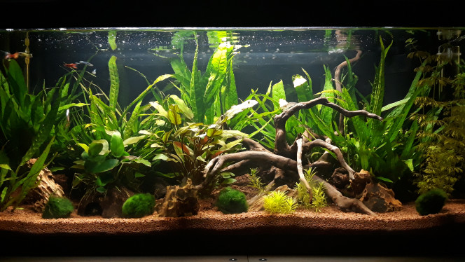 Amazojaponais Mon aquarium 74L 
Eau douce 
Communautaire
10 Guppy Endler
5 Crevette Amano japonica
12 Crevette Red chery
1Néritina
Physes & malais
