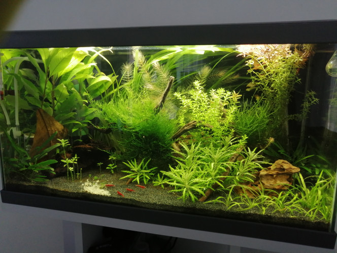 Photo3 Plus de cyano, diatomée, et des plantes qui poussent à merveille