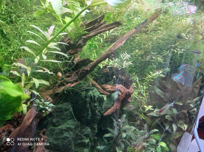 Dans la jungle, terrible jungle... Je donne toujours un banc de nanostomus