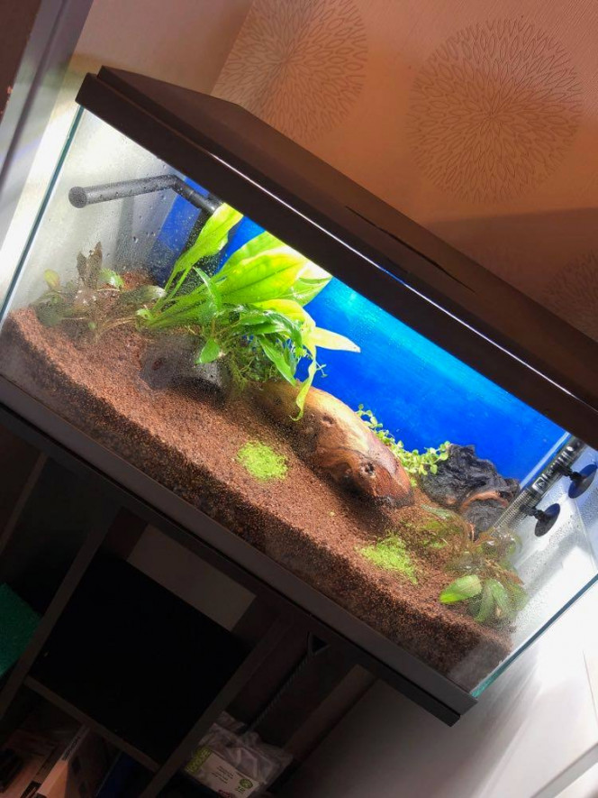 Achat de 2 racines et de plantes Mise en place du décor avec l'achat de plantes, et de 2 racines de Mopani
