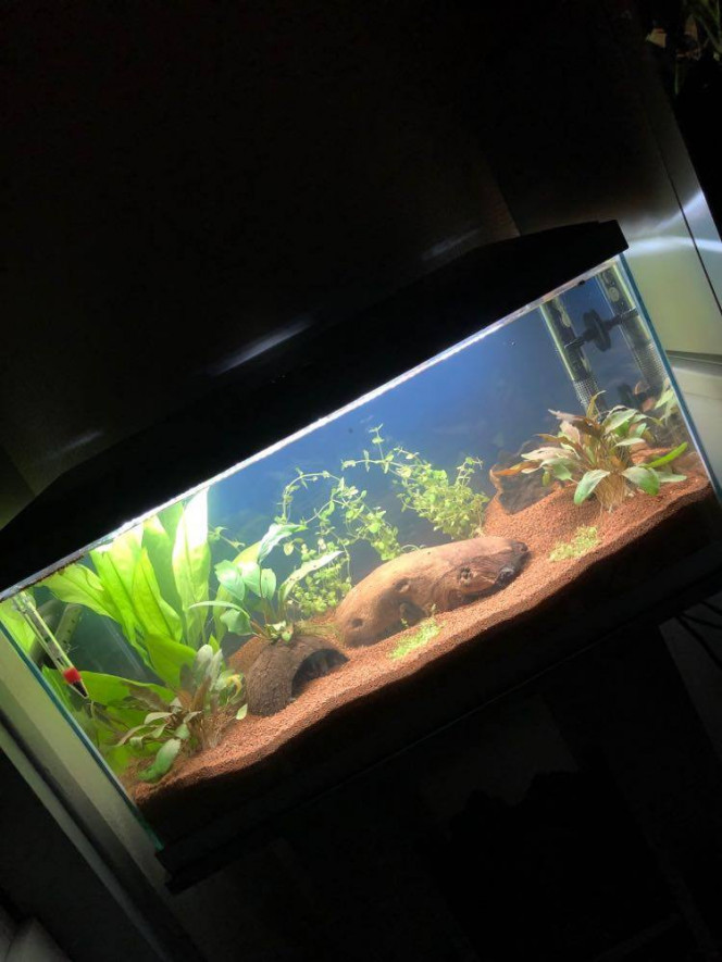 Mise en eau de l'aquarium, enfin ! Mise en eau de l'aquarium le 4 septembre 2020 à 20h, 100 % eau de source
Photo prise le lendemain matin