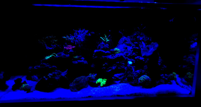 Avant l'extinction des lumières place au couleurs des coraux 