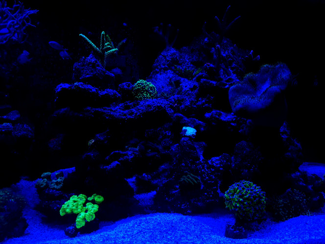 Avant l'extinction des lumières place au couleurs des coraux 
