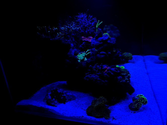 Avant l'extinction des lumières place au couleurs des coraux 