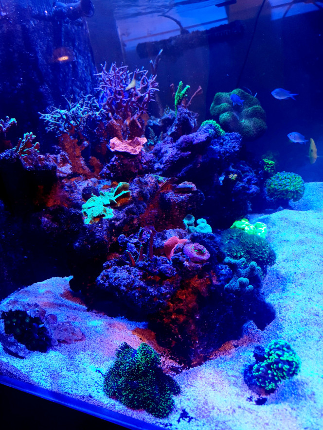 Avant l'extinction des lumières place au couleurs des coraux 