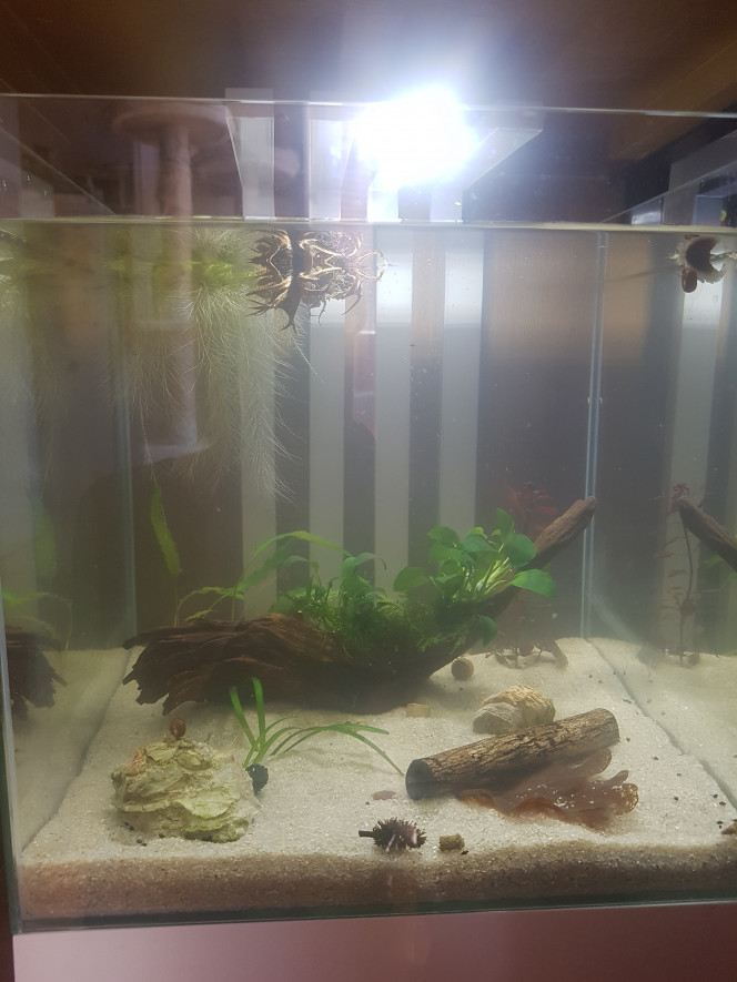 Mise en eau ! Céramique, racine, tube de cattapa et plantes du 60L, roches, pistias et daphnies du 10L.

Introduction des malawas et bestioles du 10L dans quelques jours. :)