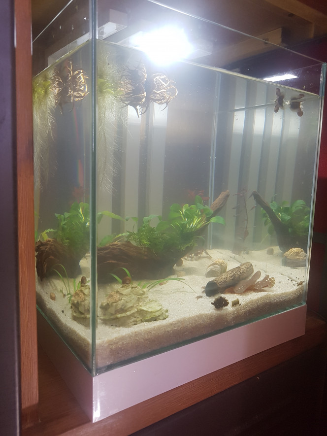 Mise en eau ! Céramique, racine, tube de cattapa et plantes du 60L, roches, pistias et daphnies du 10L.

Introduction des malawas et bestioles du 10L dans quelques jours. :)