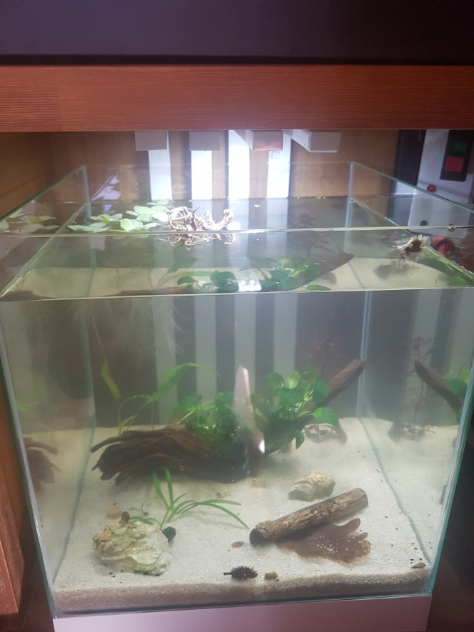Mise en eau ! Céramique, racine, tube de cattapa et plantes du 60L, roches, pistias et daphnies du 10L.

Introduction des malawas et bestioles du 10L dans quelques jours. :)