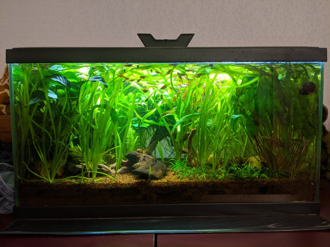  Evolution de First, après passage en low tech, spé endlers.
