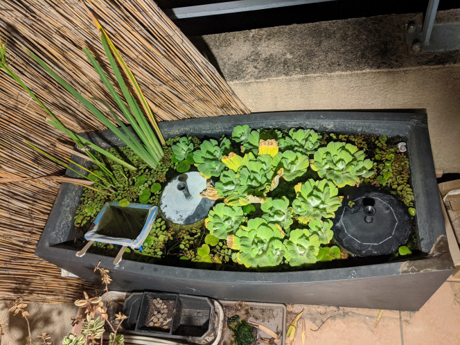  L'été est de retour, les plantes revivent (un peu trop....).