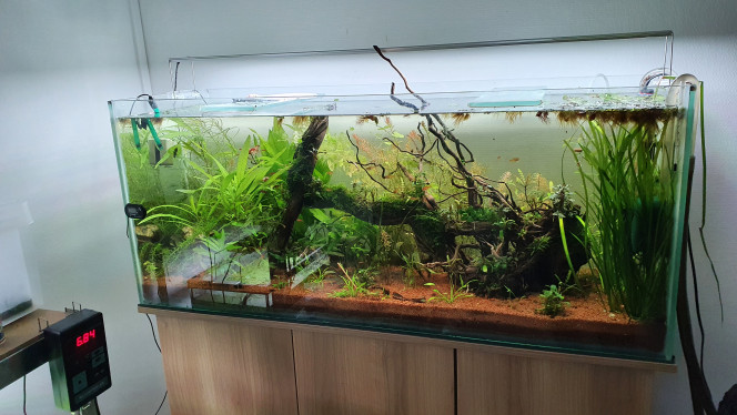  Arrivé  du PH mètre contrôleur, les plantes commencer déjà a prendre possession du bac, petite taille de faite en attendant de voir de belle couleur Arrivé :)