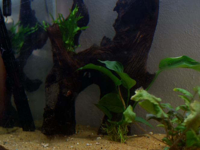 Détail de mon aquarium "Amérique du Sud". Ma souche  avec une Microsorum pteropus.