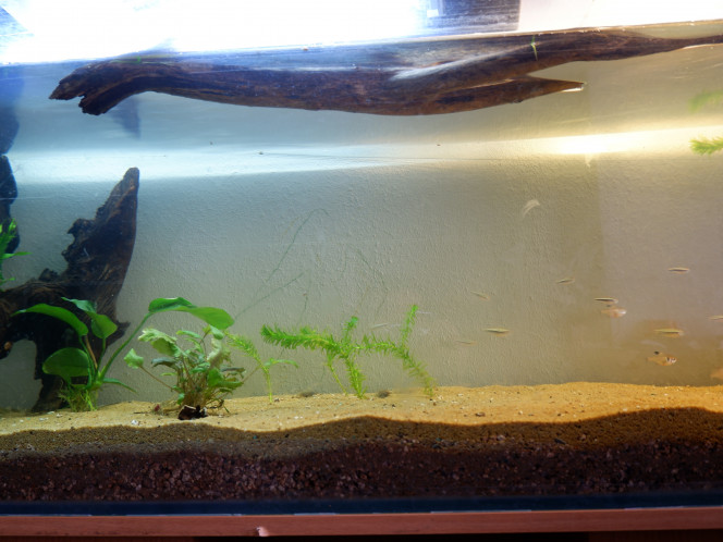 Détail de mon aquarium "Amérique du Sud". Encore un peu désertique.  Mais je teste des graines trouvées sur un marketplace.
Et j'ai pas encore trouvé des branches pour cacher le fond et des galets plats pour mon projet de cichlidés nains.
Chaque chose en son temps.