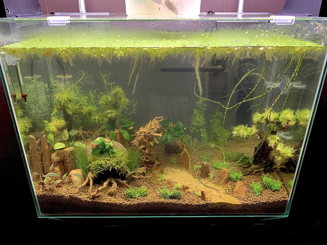 Ajout de plantes & réaménagement • Ajout de la rampe Chihiros A601 • Chauffage Nano Heather compact - Dennerle - 100w • Kit co2 JBL Pro flora bio 160 • Ajout de plantes: - Anubias barteri var. nana ´mini mini’ - Anubias barteri var nana ‘paxing’ - Pogostemon helferi - Riccia fluitans - Vesicularia dubyana christmas - Micranthemum monte carlo - Limnophila sessiliflora - Heteranthera zosterifolia