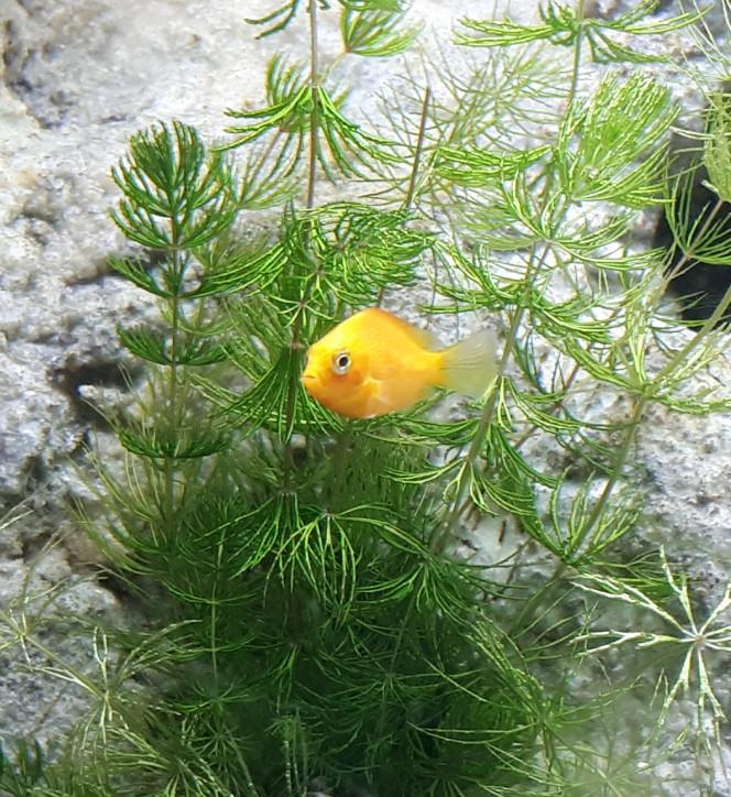 Etroplus maculatus 5 petits joyaux des Indes sont arrivés dans mon aqua vendredi ! Ils sont trop rigolos !