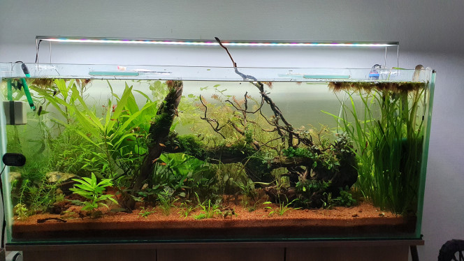  Sa s'installe tranquillement... 
Les plantes prennent bien formes et commence a réagir au co2 ?