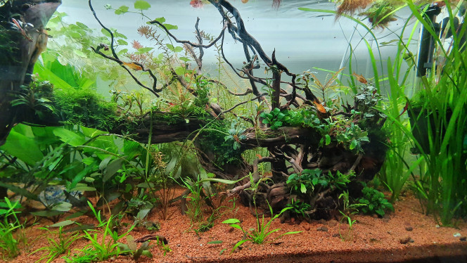  Sa s'installe tranquillement... 
Les plantes prennent bien formes et commence a réagir au co2 ?
