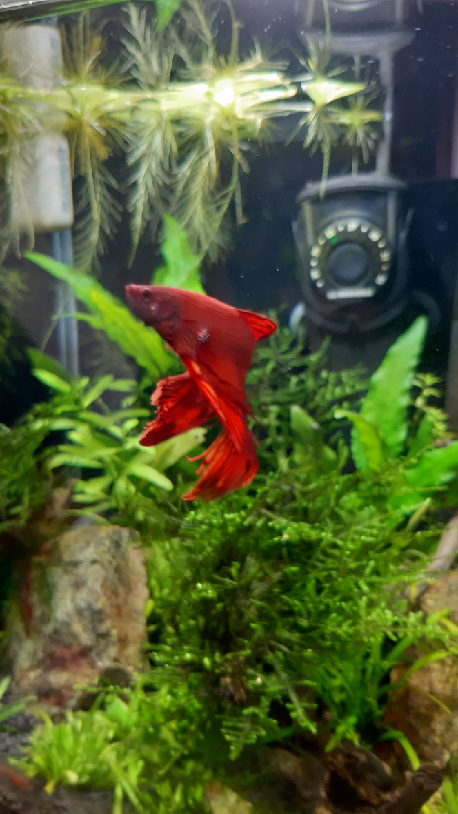 Nano 20 LITRES 