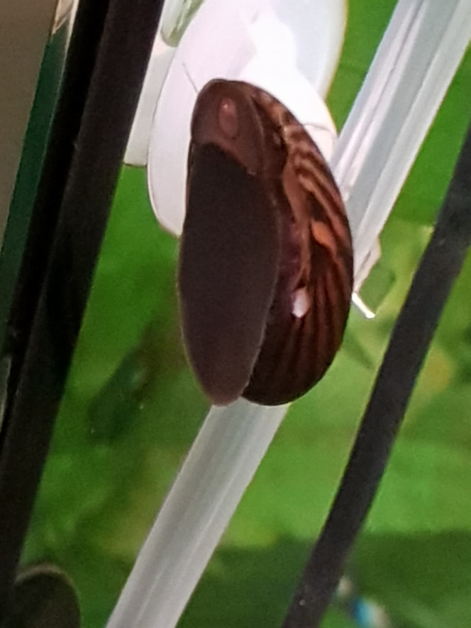 Neritina Apparition d’un petit trou ?