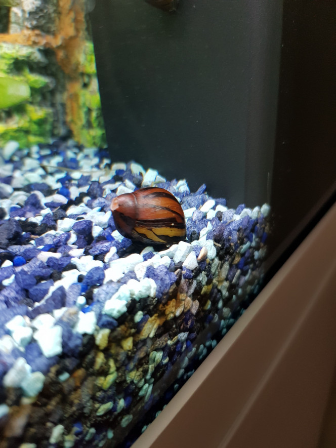 Neritina Apparition d’un petit trou au bout de la coquille ?