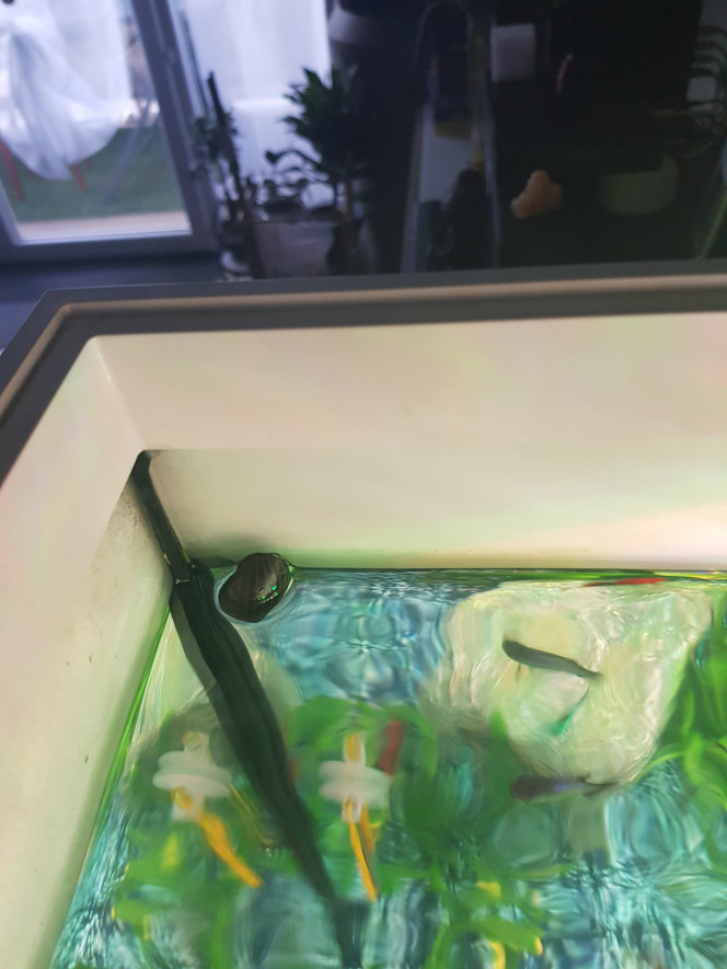 Neritina Se glisse jusqu’en haut de l’aquarium ?
